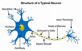 Image result for Nerve Cell or Neuron