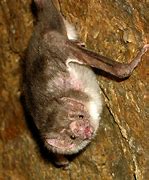 Image result for Vampire Bat National Geographic