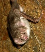 Image result for Bat Brushed by a Toothbrush