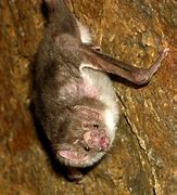 Image result for Copia Ghost Bat