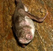 Image result for Animals Vampire Bat Cave