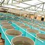 Image result for Raceway Fish Farming