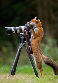 Image result for Camera Shutter Funny Moments