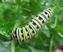 Image result for "parsleyworm"