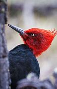 Image result for Campephilus Picidae