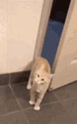 Image result for Cat Not Scared He No Fear Death Meme