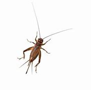 Image result for Spider Cricket Insect