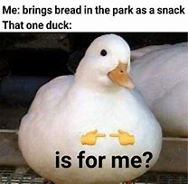 Image result for Duck Meme Picture