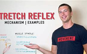Image result for Muscle Spindle Stretch Reflex