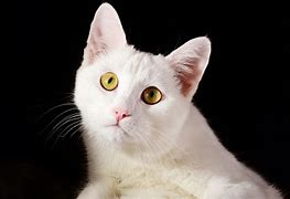 Image result for Pure White Cat