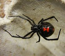 Image result for Black Widow Spider Meme