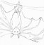 Image result for Simple Fruit Bat Drawing