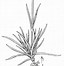 Image result for Dianthus plumarius David