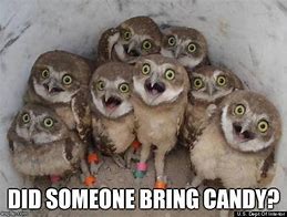 Image result for Owl Candy Meme