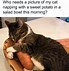 Image result for Offended Cat Meme