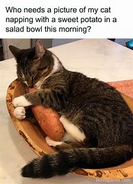 Image result for Morning Cat Meme