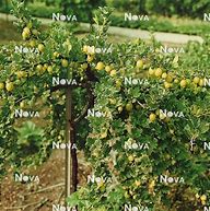 Bildergebnis für Ribes uva-crispa Capivator