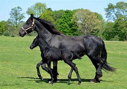 Image result for Friesian Horse Foal