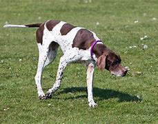 Image result for English Dog Breeds