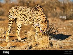 Image result for Touch Starved Cheetah