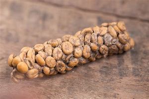 Image result for Cat Poo Coffee
