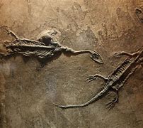 Image result for Prehistoric Animal Bones