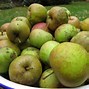 Image result for Center of Apple Fruit