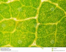 Image result for A Leaf Under a Microscope