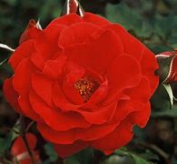 Image result for Rose New Zealand Gardener