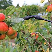 Image result for Organic Apple Tree Spray