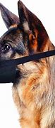 Image result for Muzzled Dog