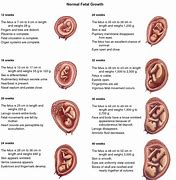 Image result for Baby Pregnancy Stages