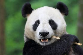 Image result for Panda in Danger