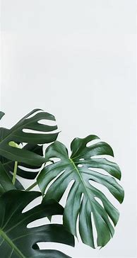 Image result for Aesthetic iPhone Wallpaper Plants