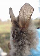 Image result for Bunny Bat Hybrid