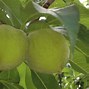 Image result for Peaches and Cream Cattle Cartel