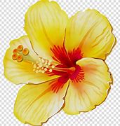 Image result for Hibiscus Bush Clip Art