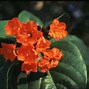 Image result for Florida Tree with Orange Flowers