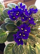 Image result for Purple African Violet