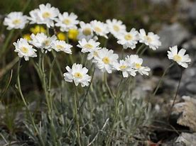 Image result for Achillea ageratifolia