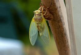 Image result for hocicada