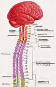 Image result for Spinal Cord Anatomy and Physiology