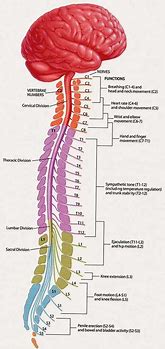 Image result for The Human Body Spinal Cord
