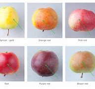 Image result for What Color Is an Apple