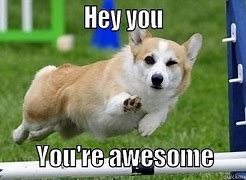 Image result for You're Awesome Cat Meme