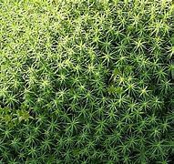 Image result for Hair Cap Moss