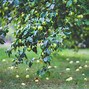 Image result for Apple Tree in the Fall