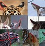Image result for Ears of Different Animals