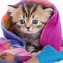 Image result for Colorful Cat Real