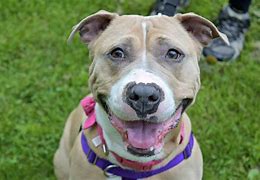Image result for Pit Bull Rescue Dogs